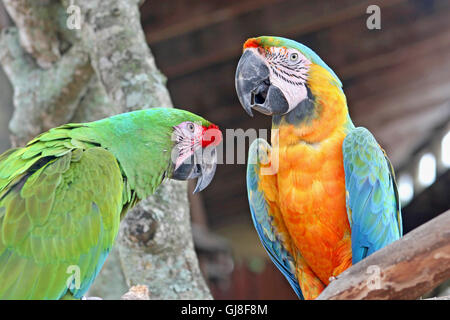 2 parrots, macaws, perched on a tree Stock Photo