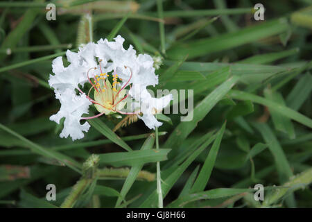 Close up white Tabebuia rosea blossom Stock Photo