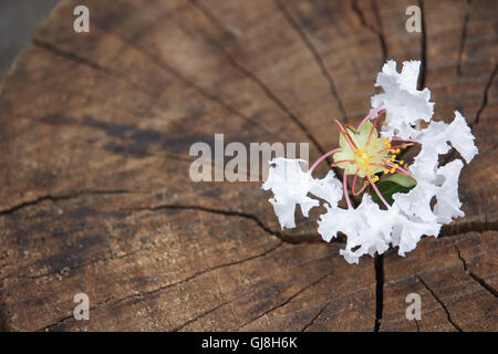 Close up white Tabebuia rosea blossom Stock Photo