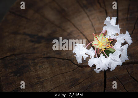 Close up white Tabebuia rosea blossom Stock Photo