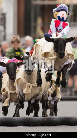 Moffat, Scotland. 14th August, 2016. Moffat sheep racing 2016: Sheep ...