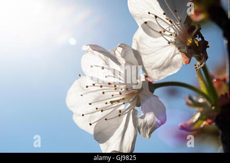 Close-up of apple blossoms against blue sky Stock Photo