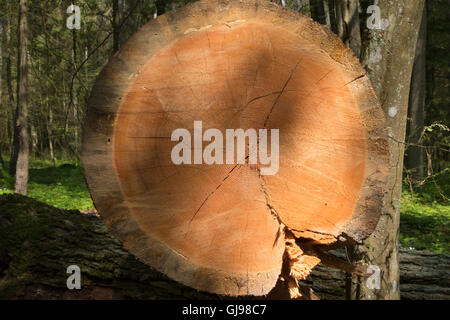 Old pine tree more than 200 years of Bialowieza Forest stand cross-section closeup,Bialowieza forest,Poland,Europe Stock Photo