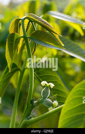 Young branches of a walnut tree (Juglans regia) with first fruit in spring Stock Photo