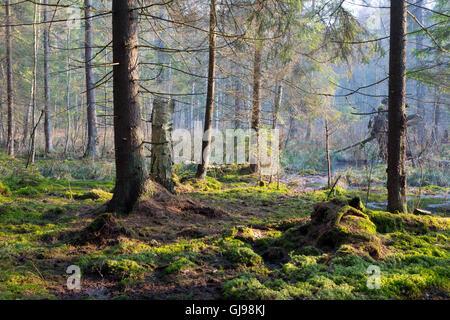Sunbeam entering swampy coniferous forest misty morning with old spruce and pine trees,Bialowieza Forest,Poland,Europe Stock Photo