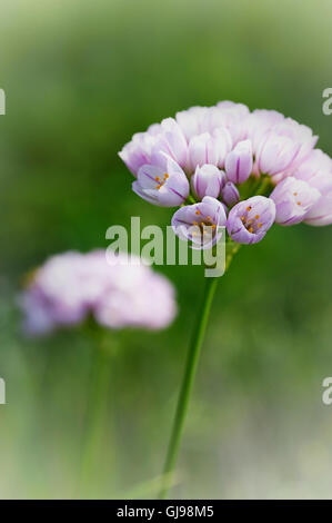 Rosy Garlic (Allium roseum) on Pelion Peninsula, Greece Stock Photo