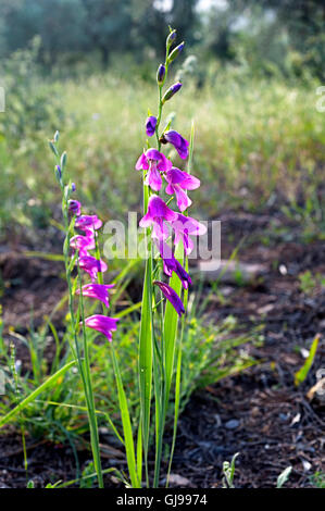 Wild gladiola (Gladiolus illyricus) on Pelion Peninsula, Greece Stock Photo