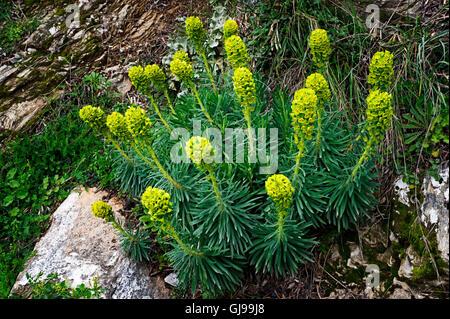 Cypress spurge (Euphorbia cyparissias) blooming between rocks Stock Photo