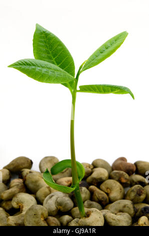 Young Cashew Tree (Anacardium occidentale) with Unpeel Cashew Nut on isolated background. Stock Photo