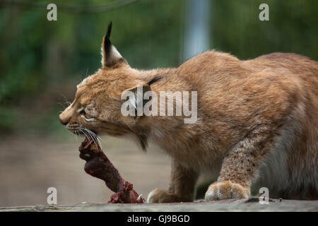 Northern lynx (Lynx lynx lynx) at Decin Zoo in North Bohemia, Czech Republic. Stock Photo