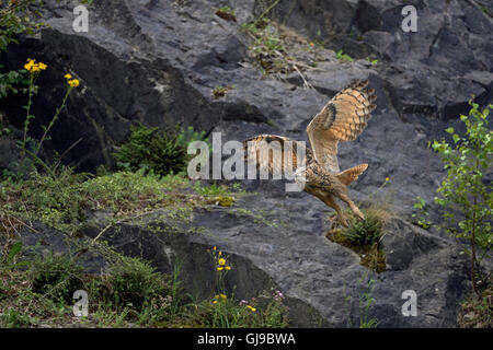 Northern Eagle Owl / Europaeischer Uhu ( Bubo bubo ) in flight through an old quarry, take off, wildlife, Germany. Stock Photo