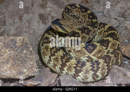 Western Black-tailed Rattlesnake, (Crotalus molossus), Ruby Road, Arizona, USA.