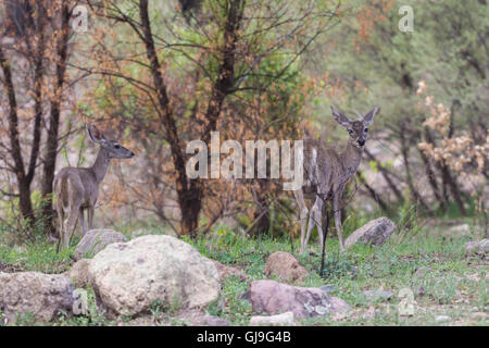 Coues White-tailed Deer, (Odocoileus virginianus couesi), doe (with a cataract) and fawn.  Ruby Road, Arizona, USA. Stock Photo