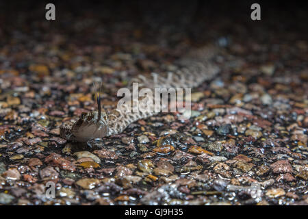 Neonate Western Diamond-backed Rattlesnake, (Crotalus atrox), on a wet road during a rain storm.  Ruby Road, Arizona, USA. Stock Photo