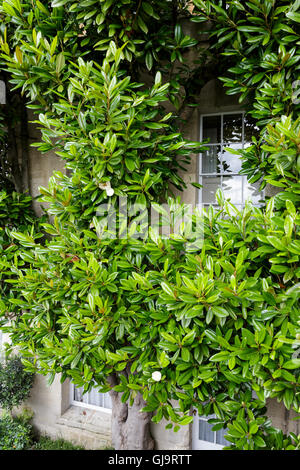 Magnolia grandiflora, growing around a Georgian window in Royal Crescent, Bath, Somerset, UK Stock Photo