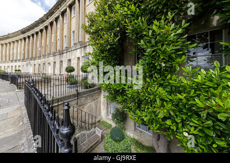 Magnolia grandiflora, growing around a Georgian window in Royal Crescent, Bath, Somerset, UK Stock Photo