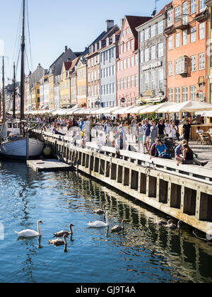 Swans in Copenhagen Stock Photo