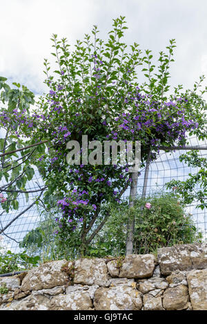 Solanum crispum ( Chilean potato vine, Chilean nightshade, Chilean potato tree and potato vine) growing on top of wall