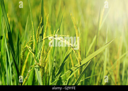 Jasmin Rice Plantation Field in Evening Light. Stock Photo