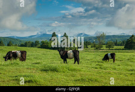 Belted Galloway cows grazing on grass in a foggy farm field fall Stock