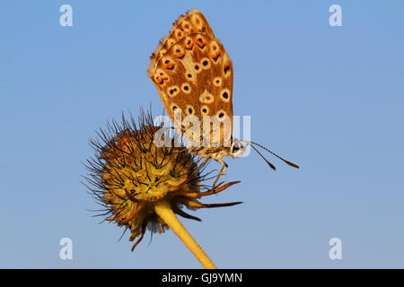 Female Chalk Hill Blue Butterfly Stock Photo