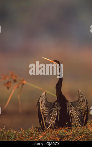 Oriental Darter, Anhinga melanogaster, with wings spread out for drying, Keoladeo Ghana National Park, Bharatpur, India Stock Photo