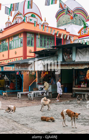 Stray dogs infested with mange scratch and scavenge outside open air restaurants near Kalighat Hindu temple. Stock Photo