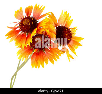 orange flowers on the white background. Stock Photo