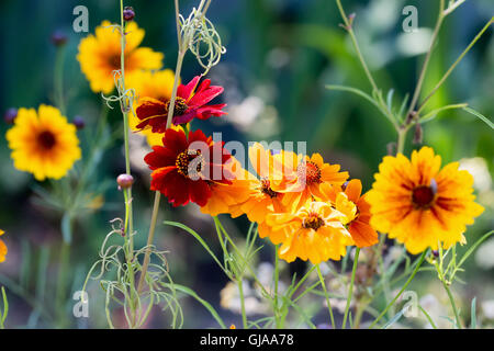 flowers on a flowerbed. Stock Photo
