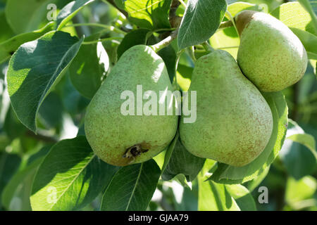 close up of green pears on tree. Stock Photo