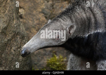 Giant anteater (Myrmecophaga tridactyla), also known as the ant bear.