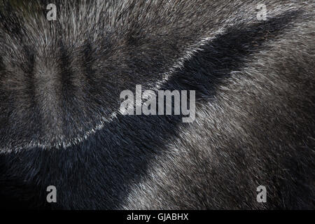 Giant anteater (Myrmecophaga tridactyla), also known as the ant bear. Skin texture. Stock Photo