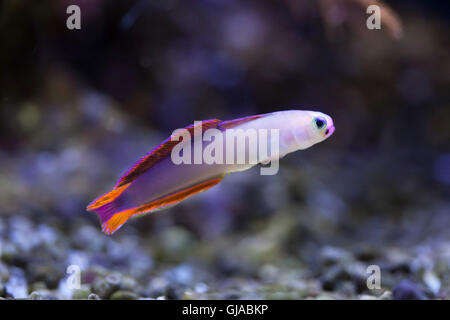 Purple firefish hot sale care