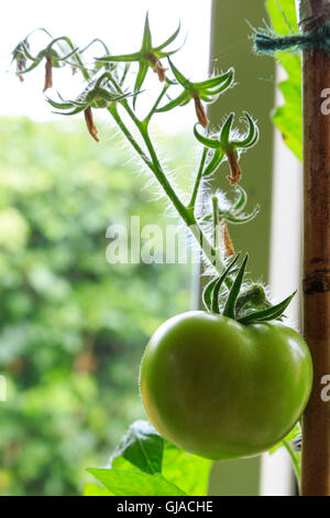 Ripening tomato plant being grown indoors. Stock Photo