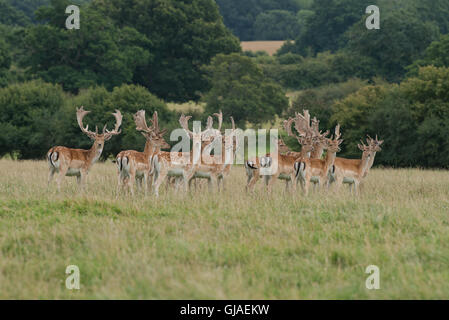 A herd of Fallow Deer  - Dama dama with antlers covered in velvet. Uk Stock Photo