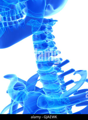 3D illustration of Cervical Spine - Part of Human Skeleton. Stock Photo