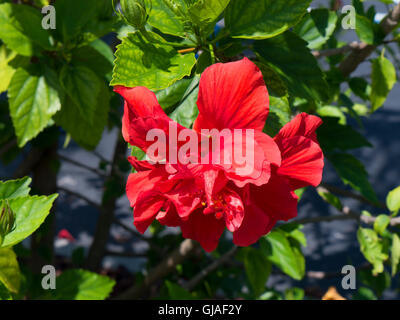 Stunning hibiscus flowers in the Sunshine state of Florida in the USA Stock Photo