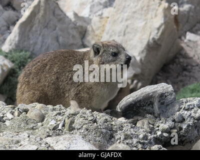 Rock Hyrax , Procavia capensis Stock Photo