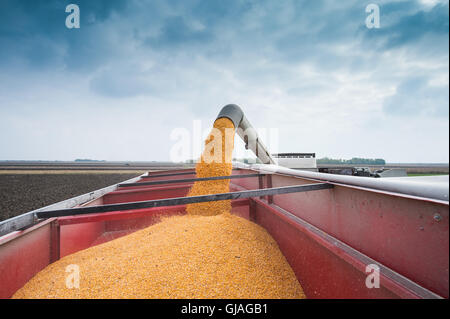 Corn harvest in autumn Stock Photo