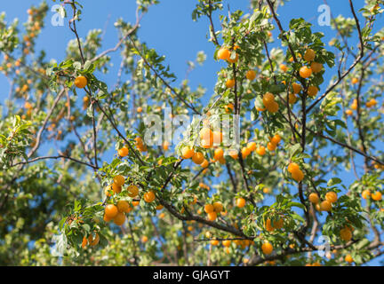 wild plum hanging from a tree branch Stock Photo