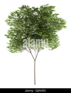common beech tree isolated on white background Stock Photo