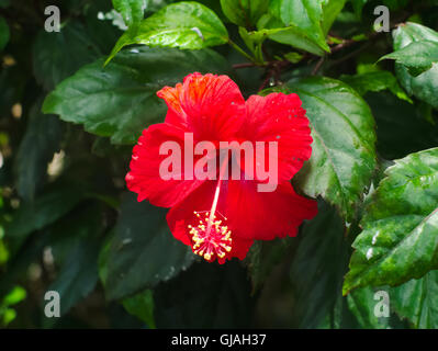 shoe flower or Hibiscus rosa-sinensis Stock Photo