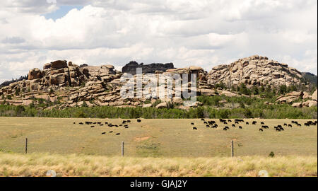 Wyoming Cattle Ranch Livestock Cows Beef Farm Rock Butte Stock Photo