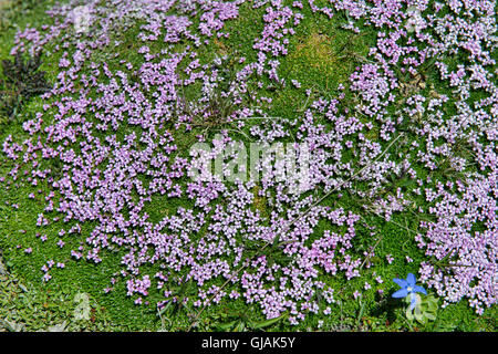 Alpine Rock-Jasmine (Androsace Alpina), growing in the Swiss Alps, Zermatt, Switzerland Stock Photo