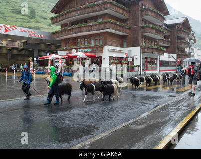 Shepherds and their goats on a rainy day in downtown Zermatt, Switzerland Stock Photo
