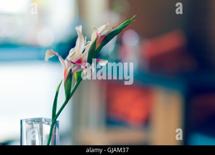 Flower in glass cafe interior with bokeh Stock Photo