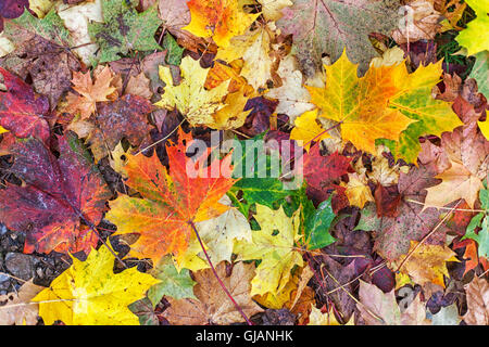 Maple leaves on the ground. Stock Photo
