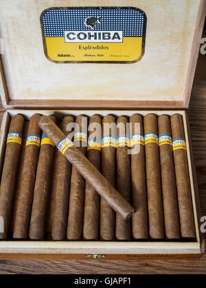 Cuban cigar box containing Cohiba Esplendios cigars, hand made in Cuba Stock Photo