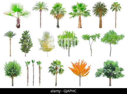 Set of different trees isolated on white background. File contains a clipping path. Stock Photo