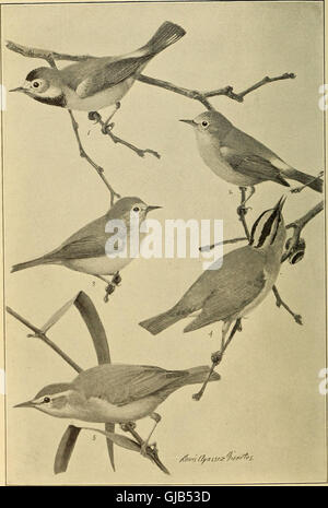 This 1912 handbook provides a detailed guide to the birds of eastern ...